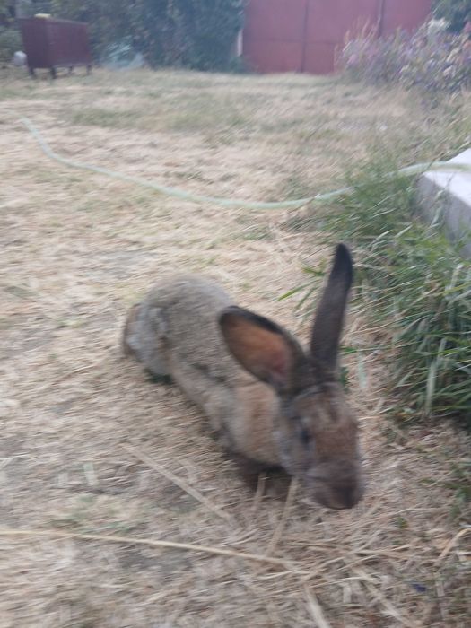 Iepure mascul de 6 luni