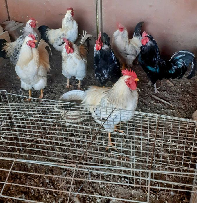 Cocosi crescuti doar cu cereale