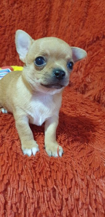 Щенки чихуахуа резерв.