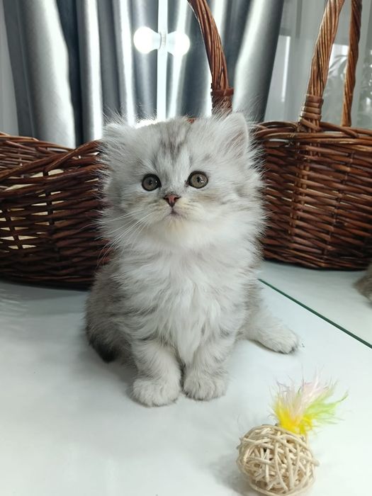 Продаем шотландских котят
