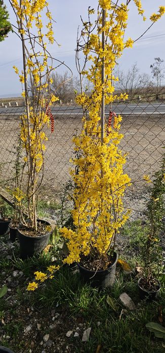 Pyracanta - Forsythia ( ploaie de aur ) leylandi