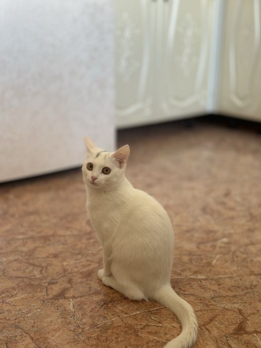 Отдам котенка в добрые руки