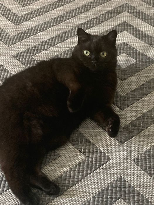 Ищу семью для Тиши