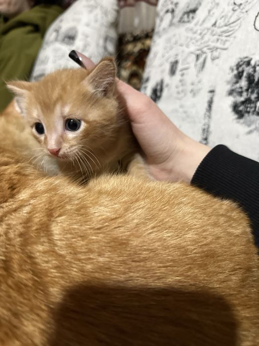 Отдам котенка в добрые руки!