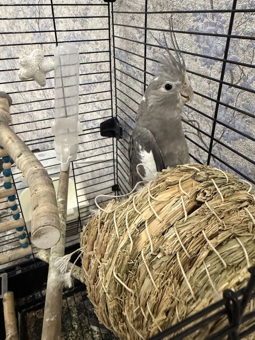 Продам срочно кореллу