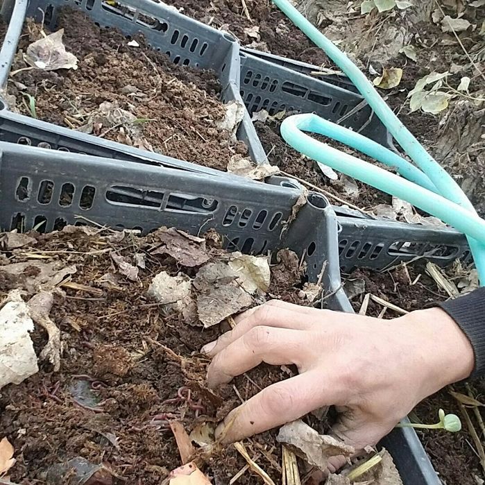 Калифорния чувалчанг сотилади. Наманган вилояти Туракургон, Бураматут