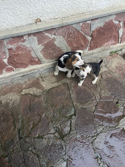 Кученца Бигъл на два месеца