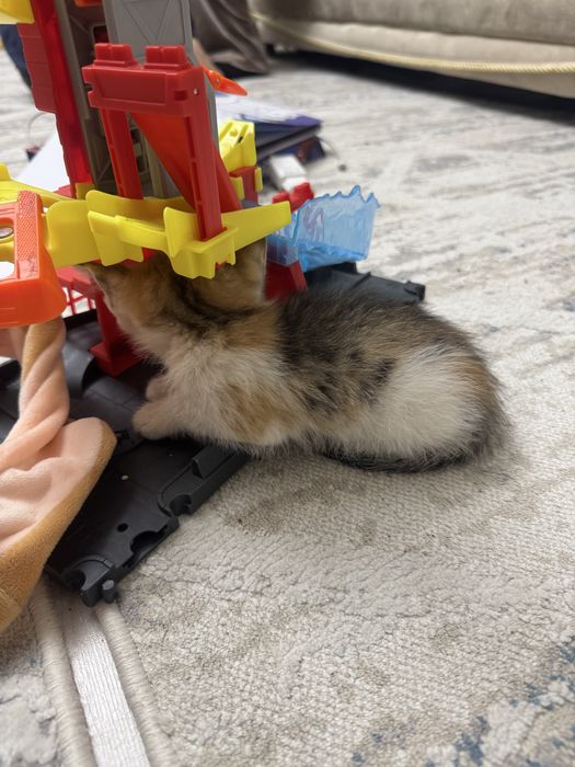 Котенок девочка крысоловка