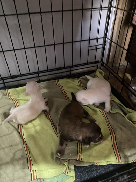 Продаются щенки ЧихуаХуа