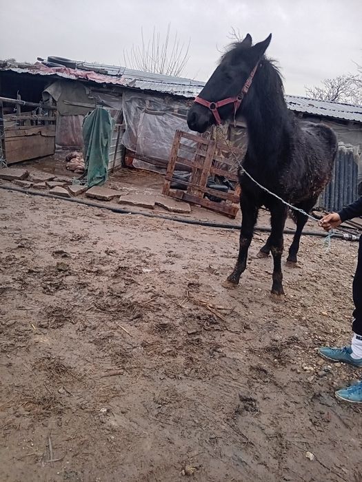 Vând cârlan metiz de frizian