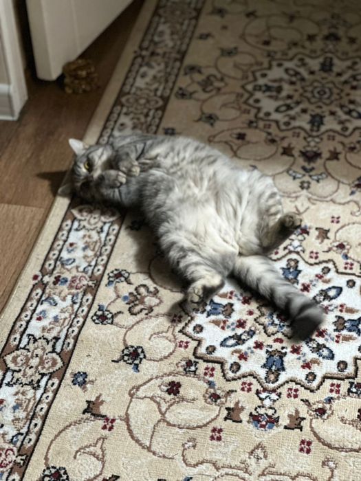 Шотландская  коренная ДАРОМ