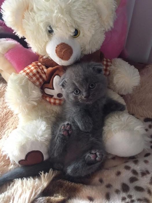 Британски и Шотландски котенца
