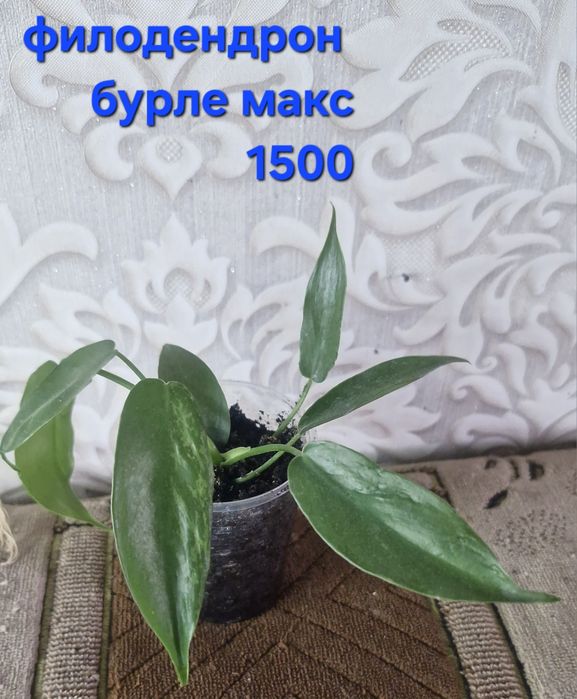 Цветы на продажу