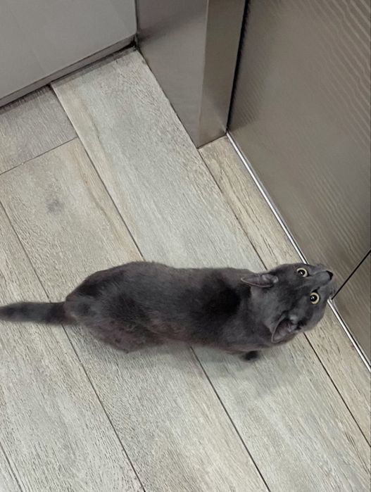 Отдам кота в добрые руки