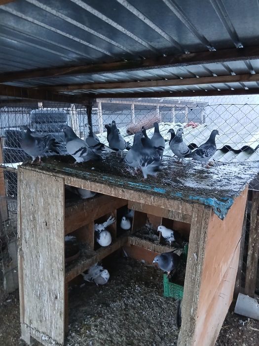 Porumbei voiajori tineri/schimb