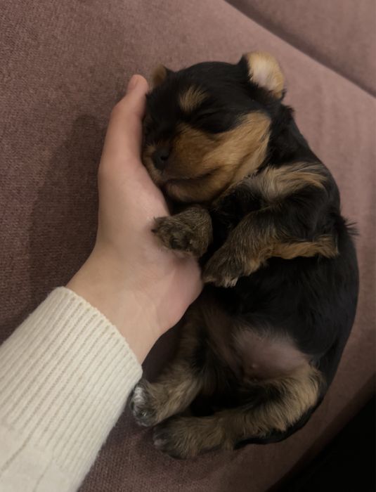 Йоркширский терьер