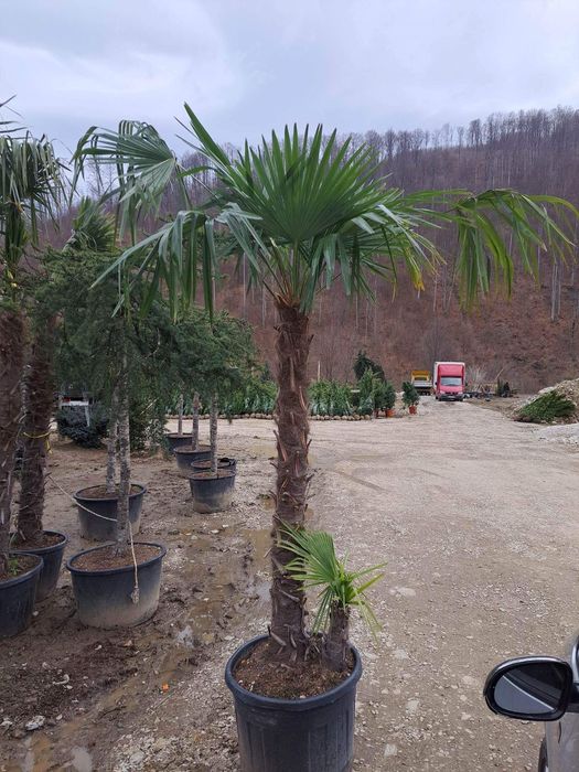 Vindem palmieri de mai multe dimensiuni ce rezista la -20grade