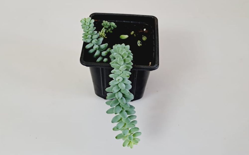 Суккуленты  Суккуленты