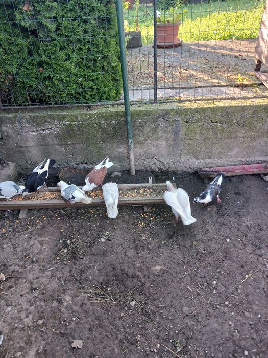 Porumbei gălățeni