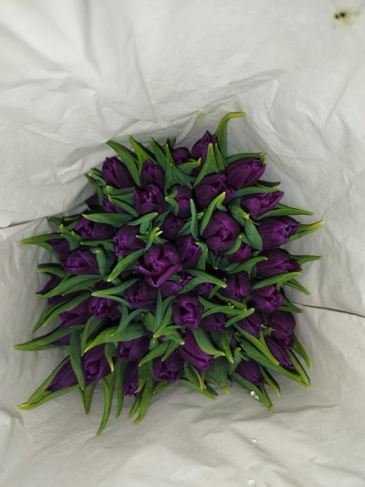 Тюльпаны оптом и в розницу, центр 24/7