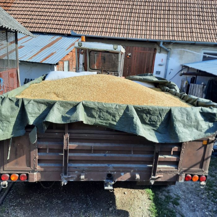 grâu, orzoaica de toamna triticale