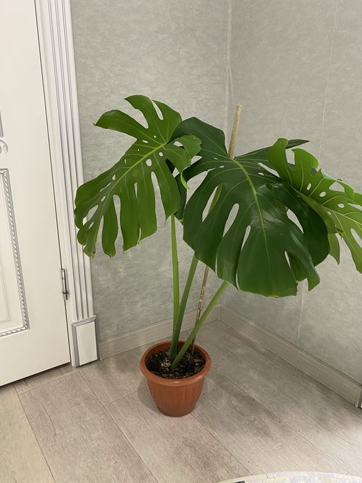 Продам монстеру по выгодной цене