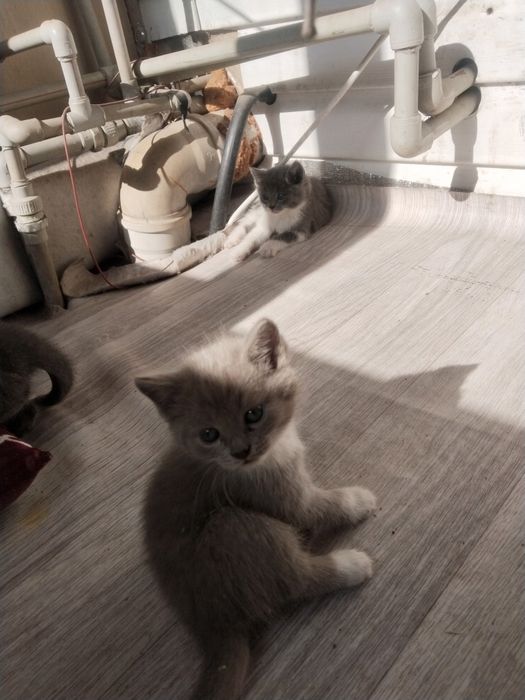 Отдам котят . Каскелен