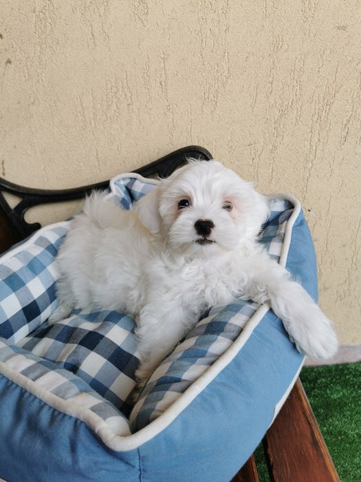 Bichon maltese mini toy