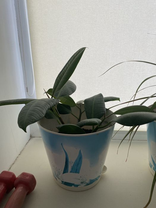 Продам комнатные растения