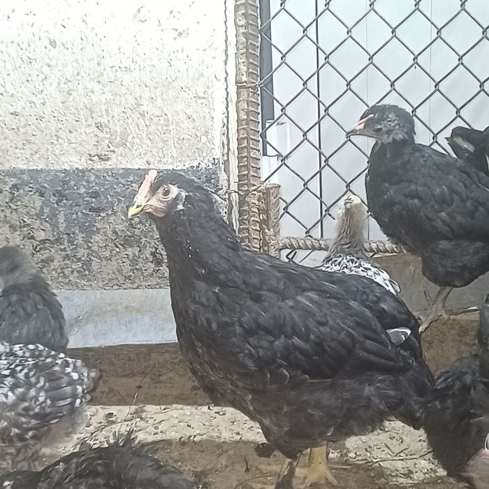 3 айлық тауық цветной