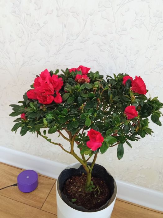 Азалия гулдер сатылады