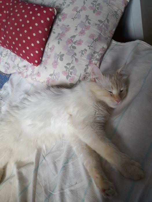 Регдолл мальчик 1 годик кастрирован привит.