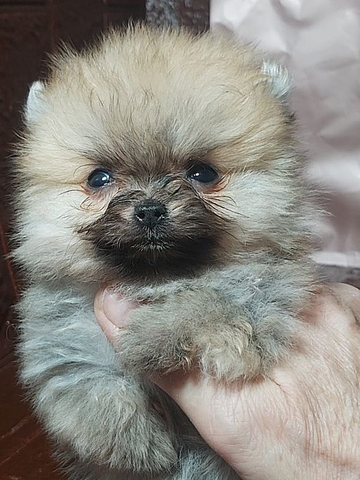 Бронь щенков шпица померанского типа