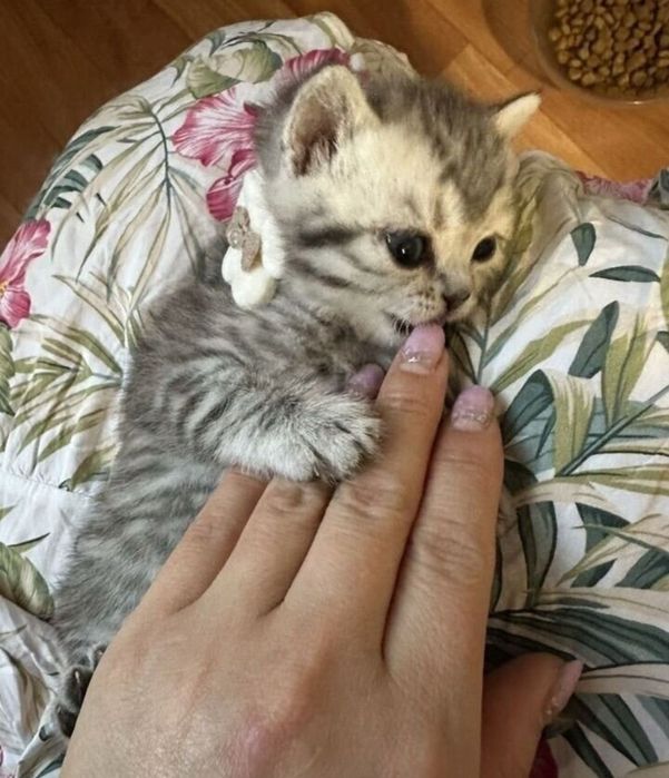 Британские котята к лотку приучены, девлчки 1.5 мес