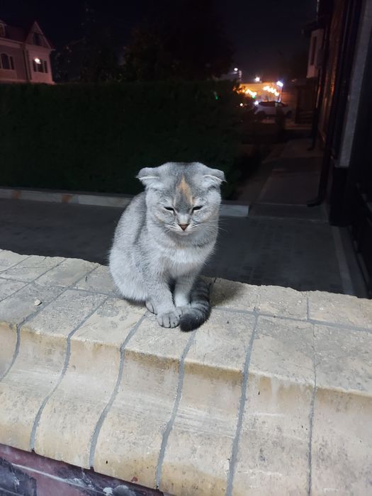 Britan shinshillasi mushuk sotiladi