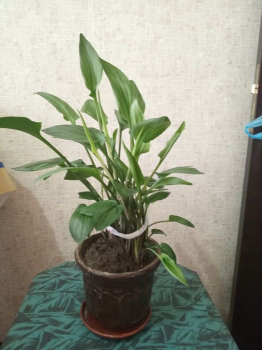 Цветы комнатные,красивые