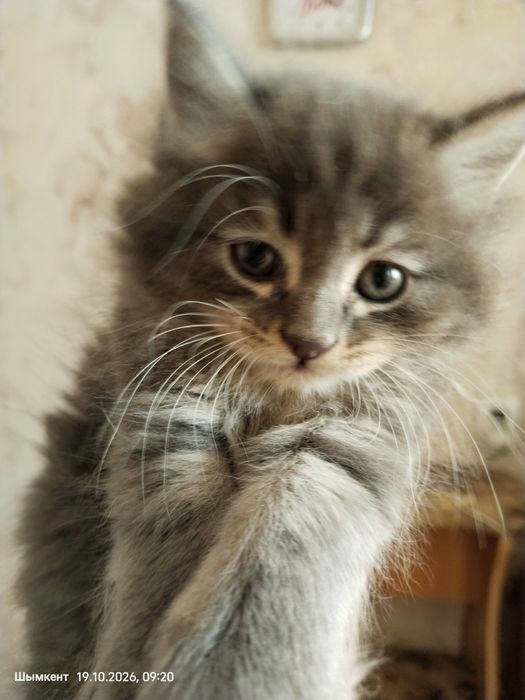 Котята 2 месяца..