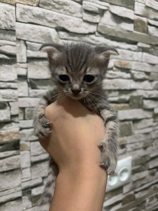 Кошка котёнок  кошка