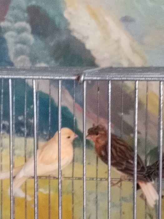 Продается канарейки
