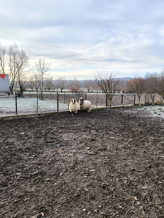 vând berbeci mai multe detalii la numărul de telefon