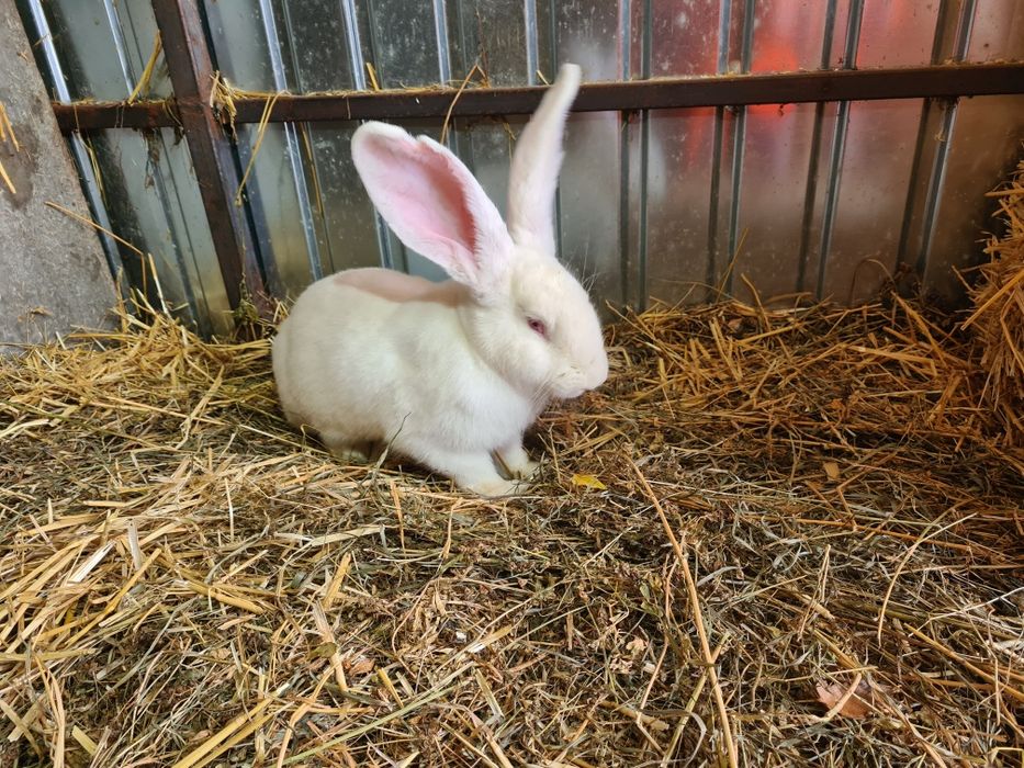 Mascul Urias German Alb