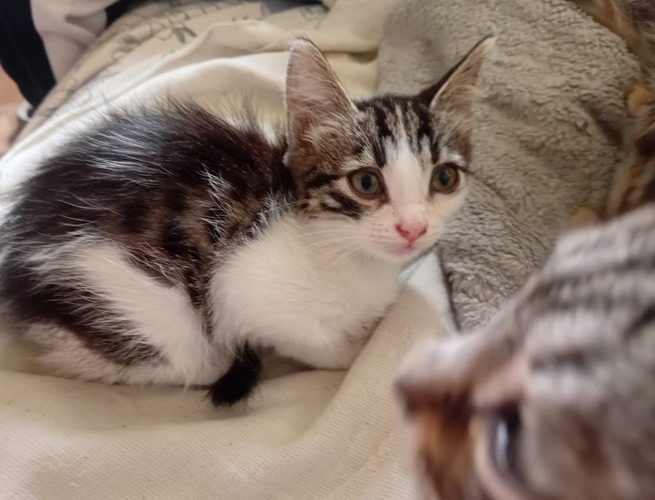 Продам шустрых котят мышеловы