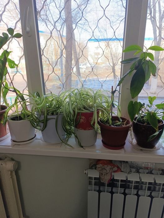 Продаём комнатные цветы