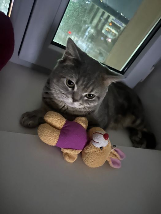 Кот британец короткошерстный