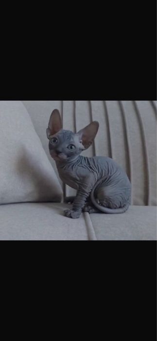 Котята породы Канадский Сфинкс