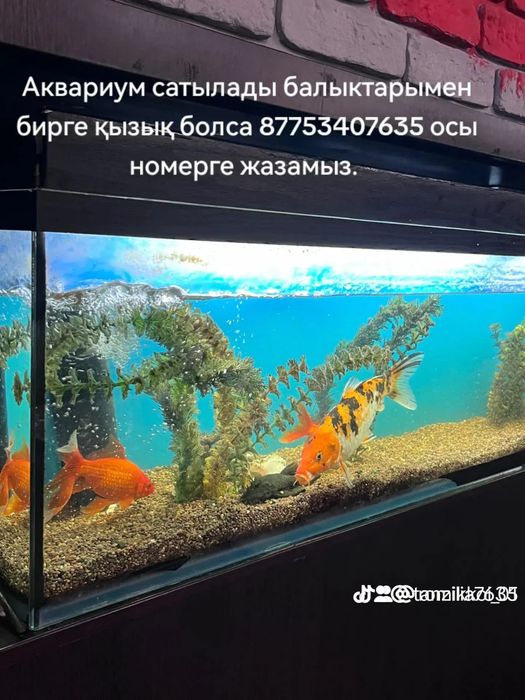 Продам аквариум большой