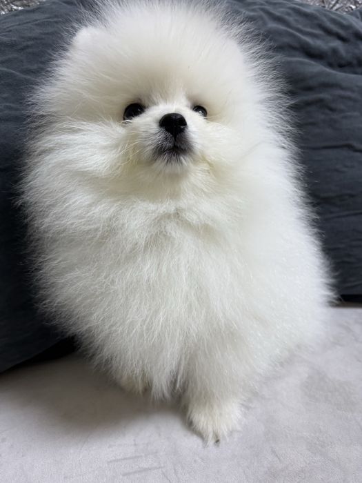 Продается щенок  белого шпица