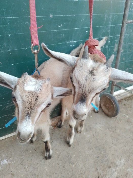 Продаю козлят альпийский парода 2 месяца