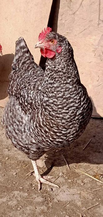 Продам яйца под инкубацию кур породы плимутрок