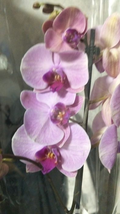 Ппродам орхидеи фаленопсис